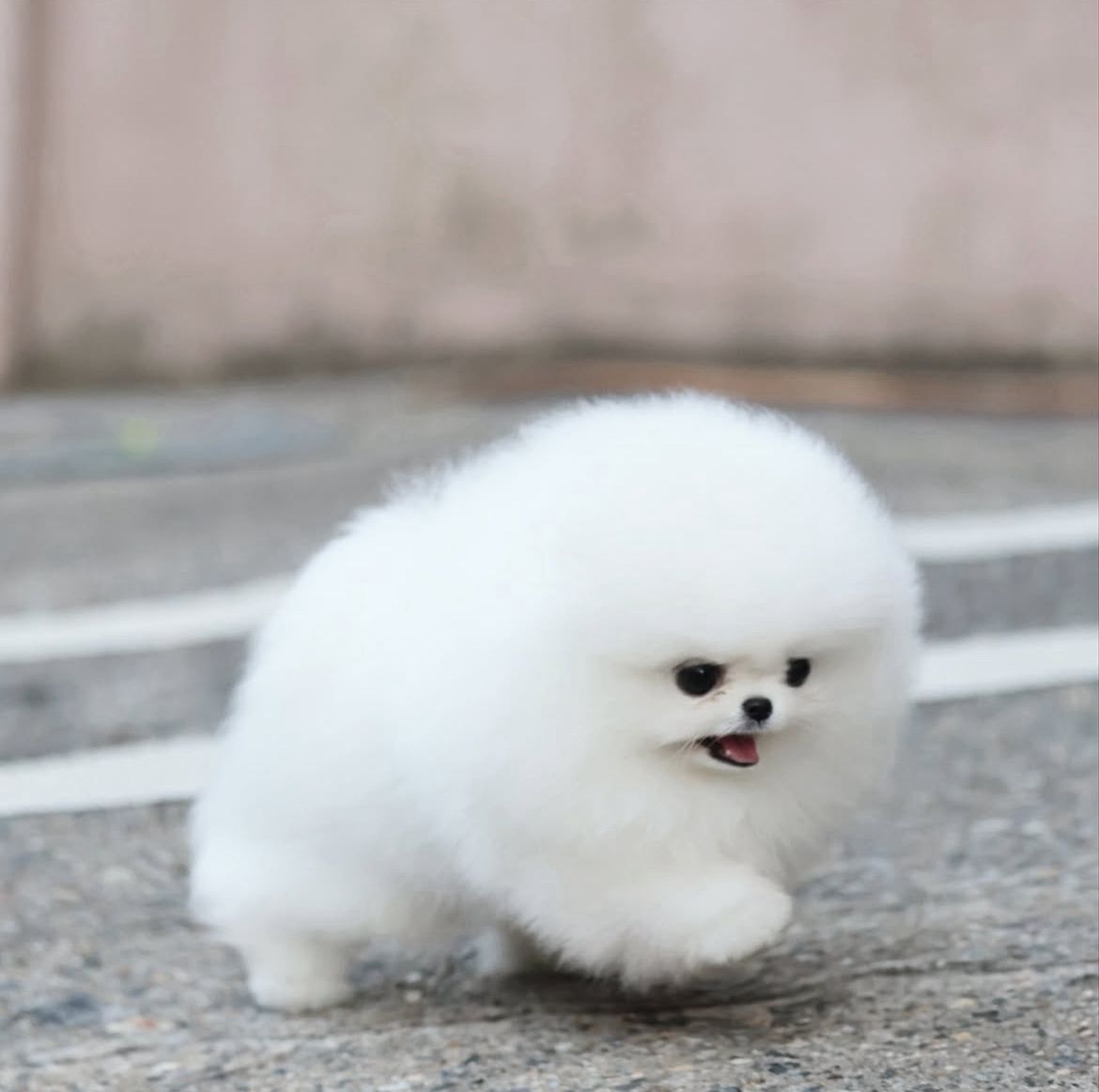 Ultra-Tiny Teacup Pomeranian Princess