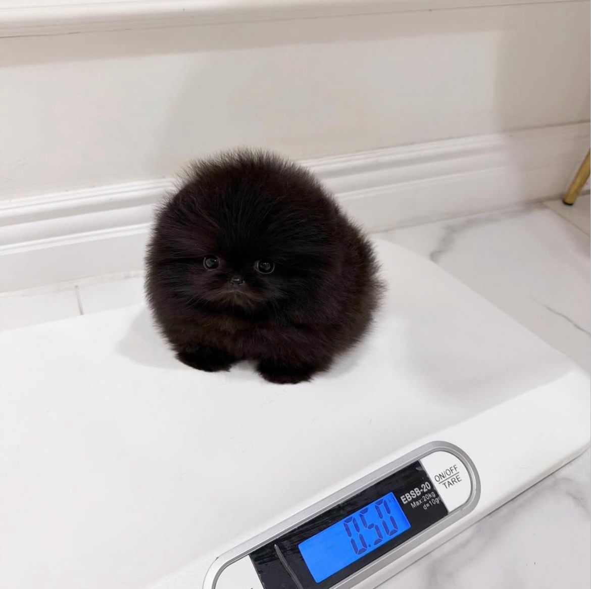 Ultra-Tiny All-Black Teacup Pomeranian