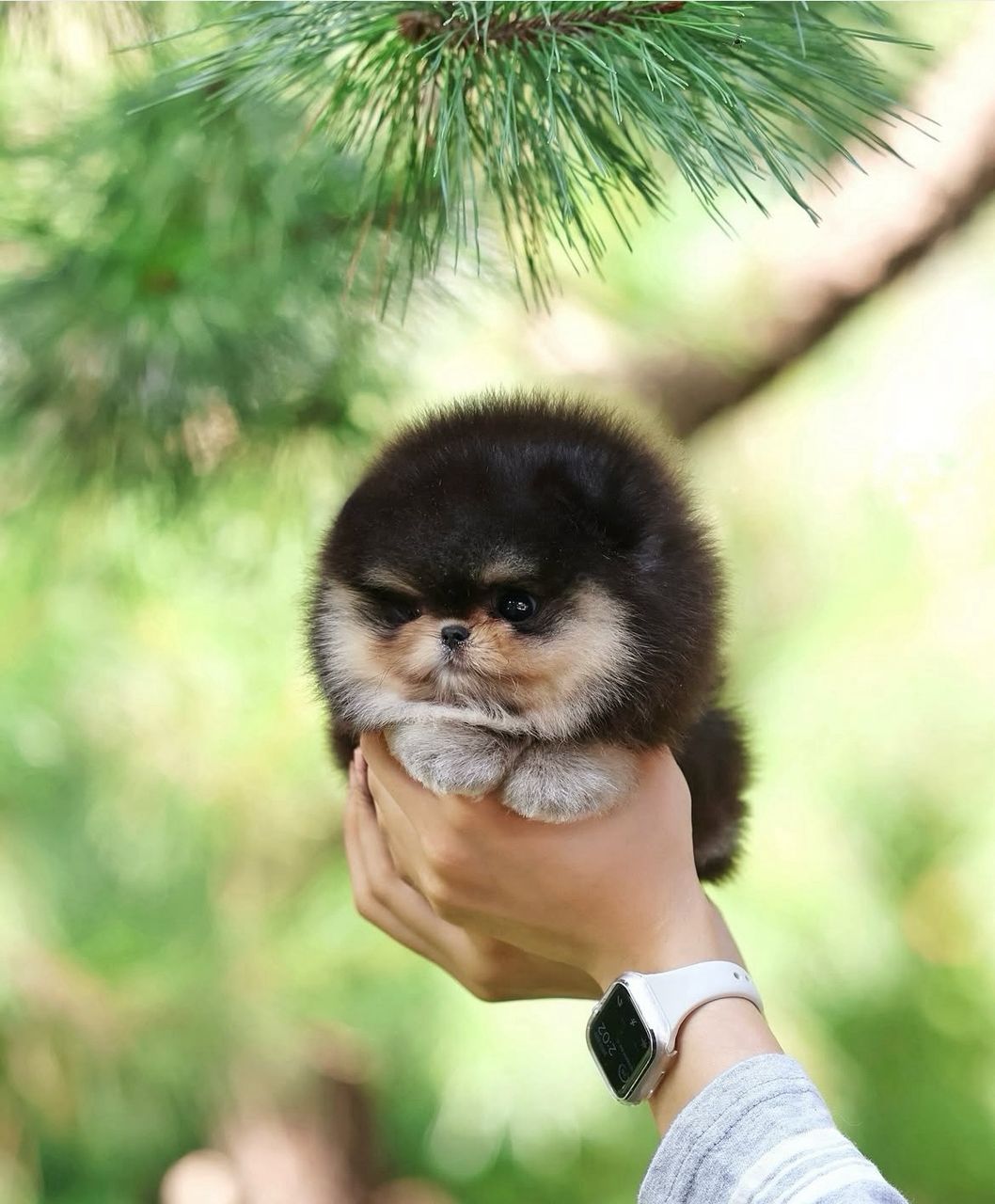 Exclusive Black & Tan Pomeranian Princess
