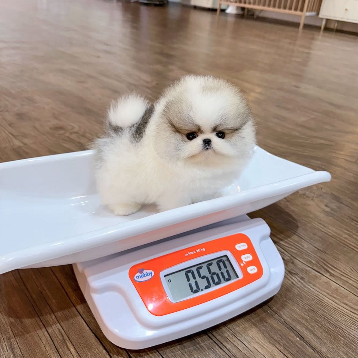 Milo – The World’s Cutest Tiny Grey Pomeranian