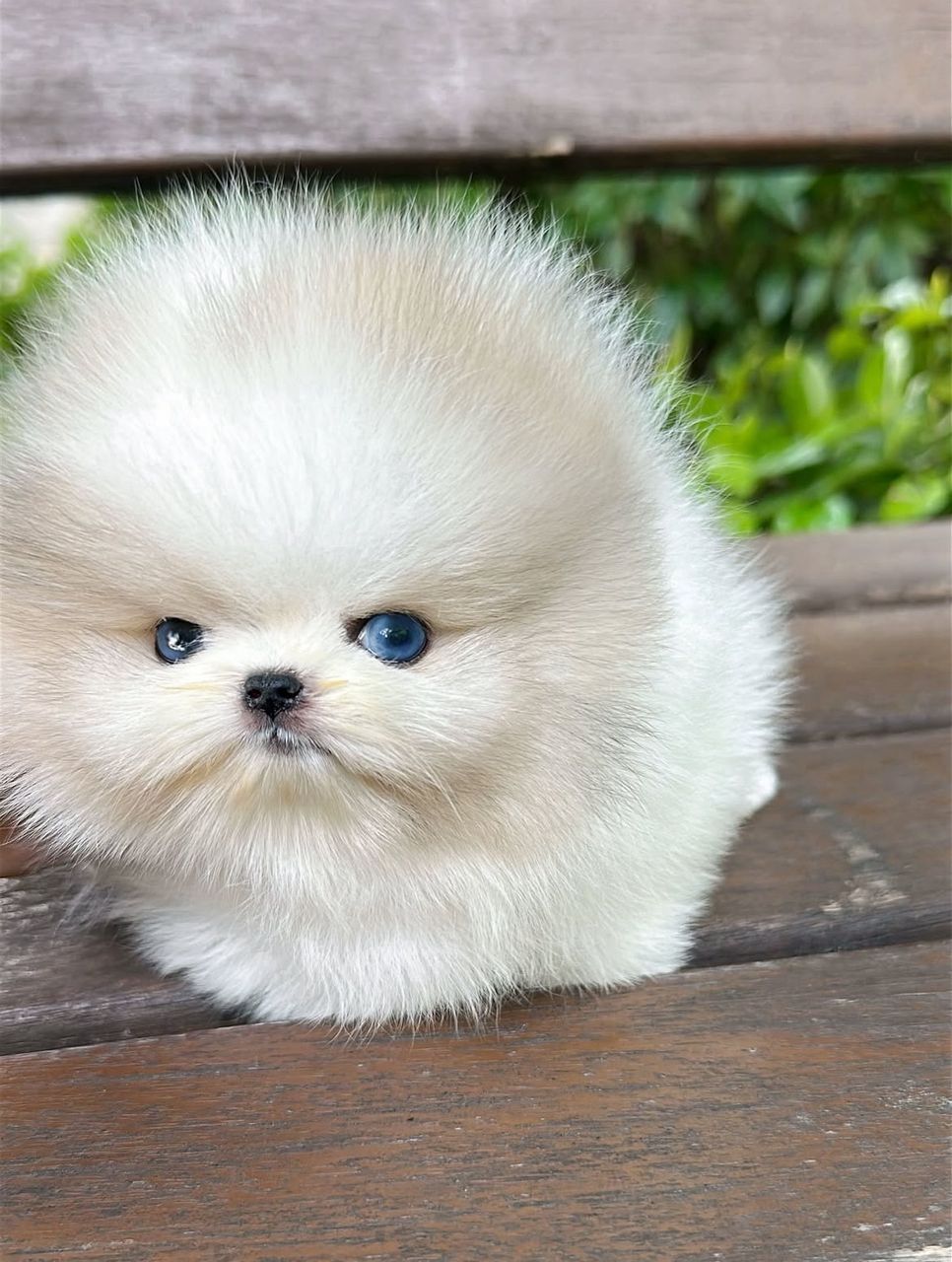 Blue-Eyed Merle Princess