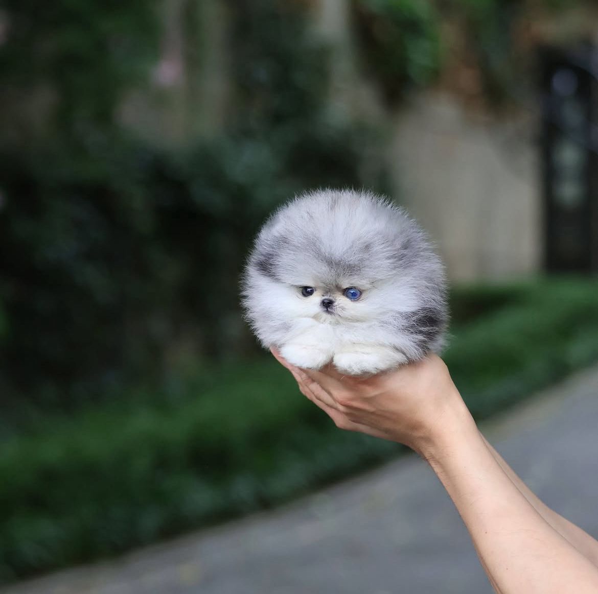 The One and Only Special  Girl in the World – Blue Merle  Beauty