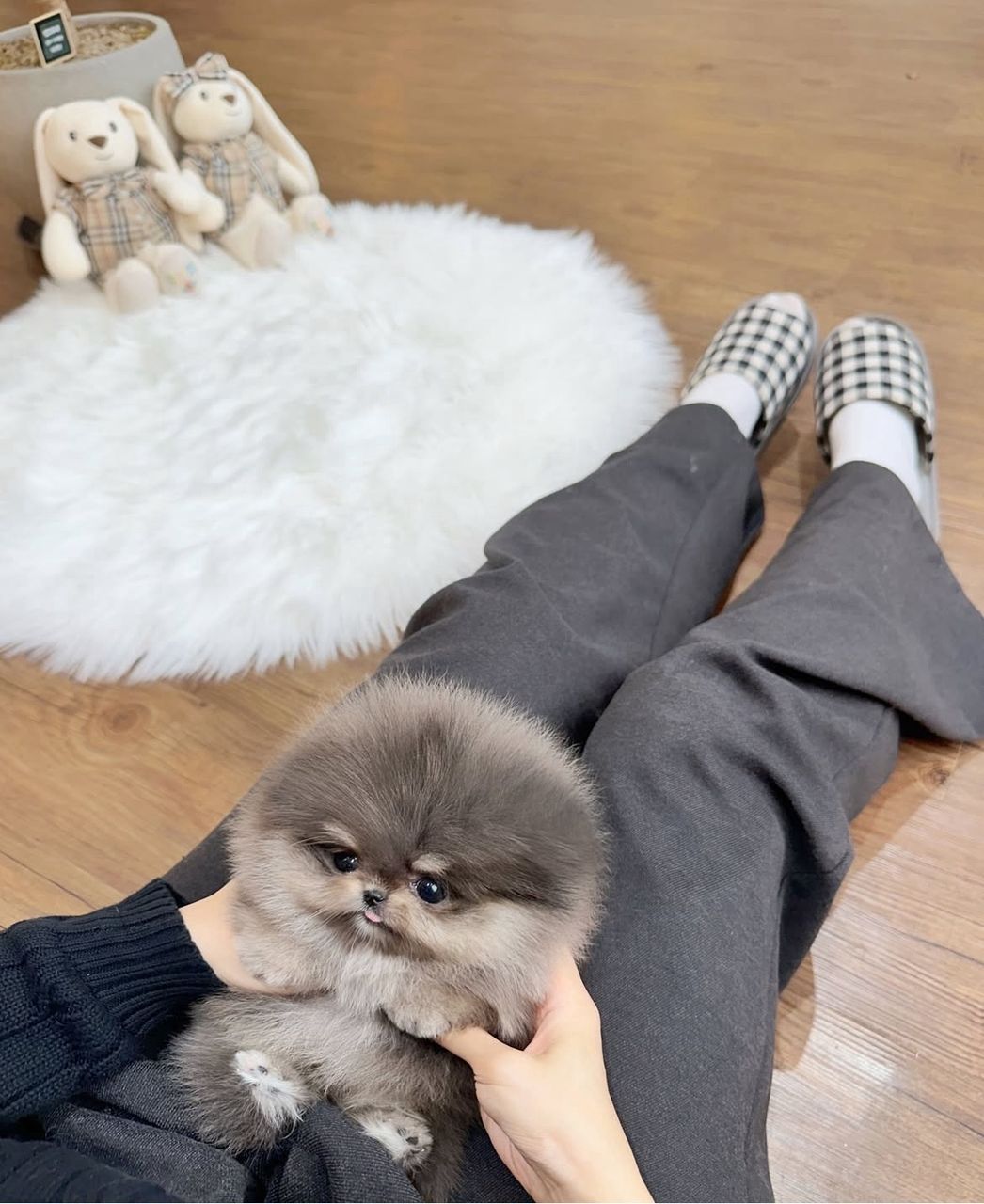 Ashby – the tiniest teacup Pomeranian