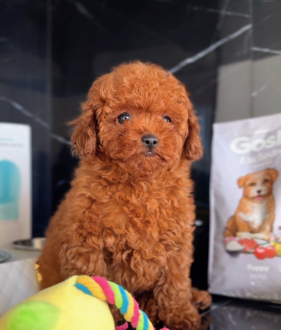 Meet your little cream-colored angel!