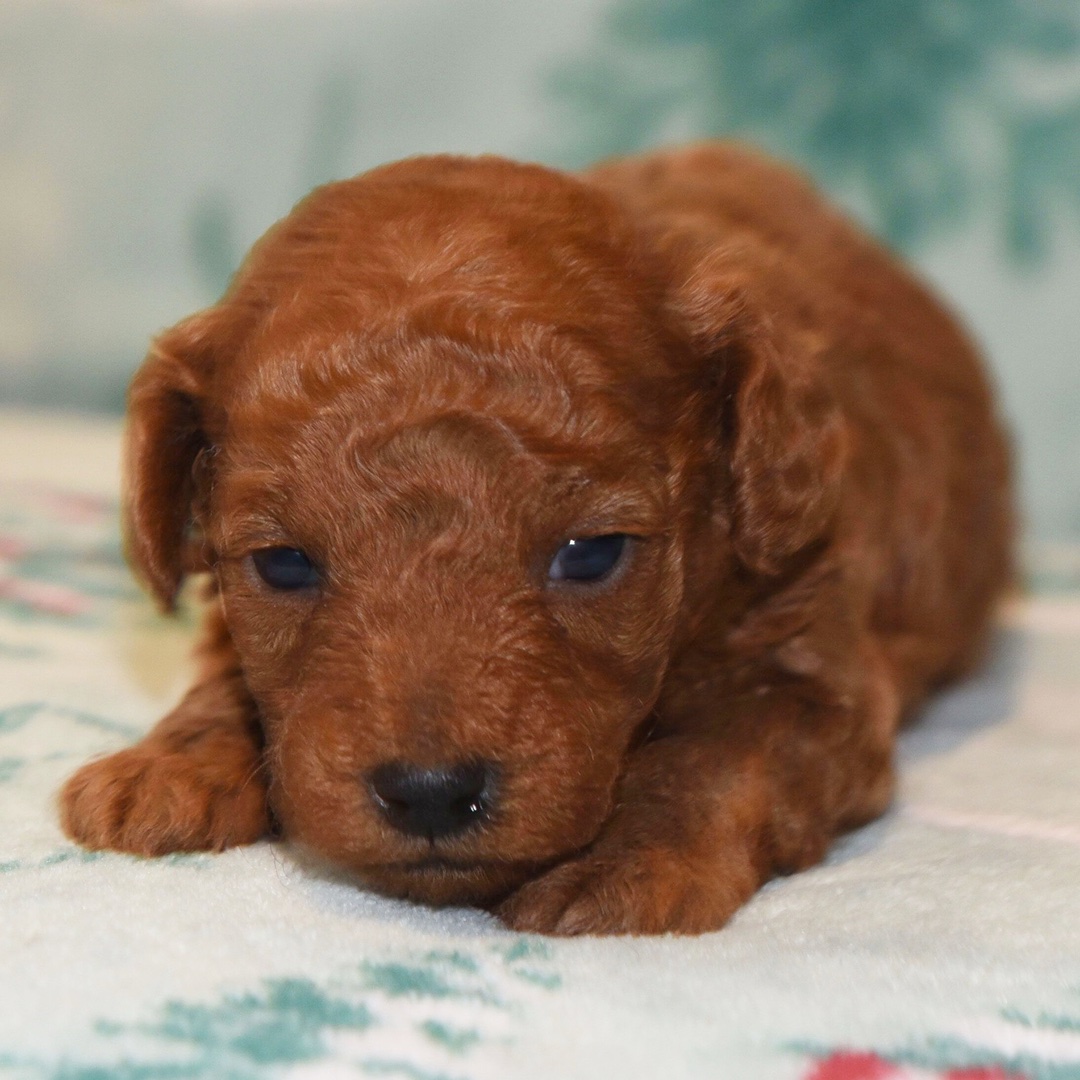 Meet Molly - Image 2